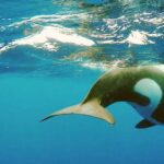 Clan alcanza el millón de suscriptores en su canal oficial de YouTube